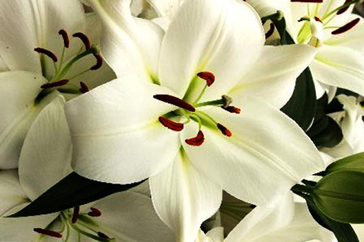 Белая лилия «Замбези»