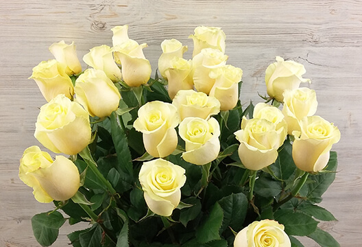 Белая роза (Голландия, 60 см)