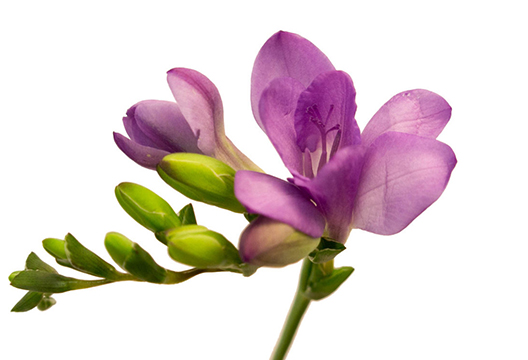 Фиолетовая фрезия