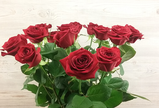 Красная роза (Россия, 50 см)