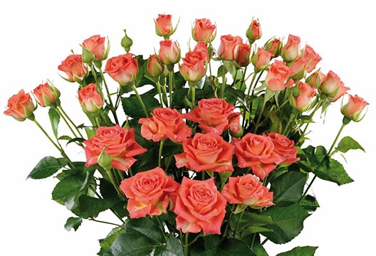 Кустовые розы «Барбадос»