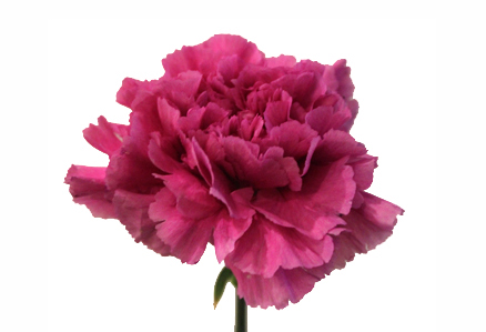 Малиновая гвоздика (70-80 см)