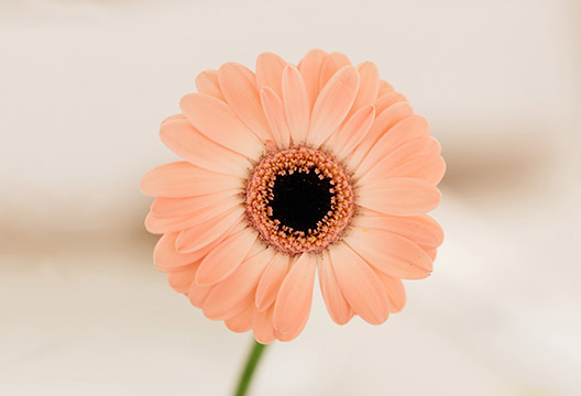 Персиковая гербера