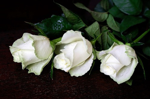 Роза «Анастасия»