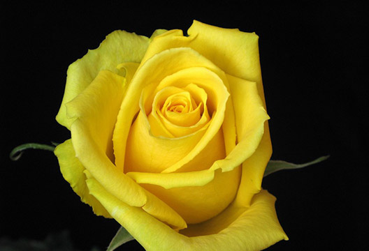 Роза Bikini (60 см)