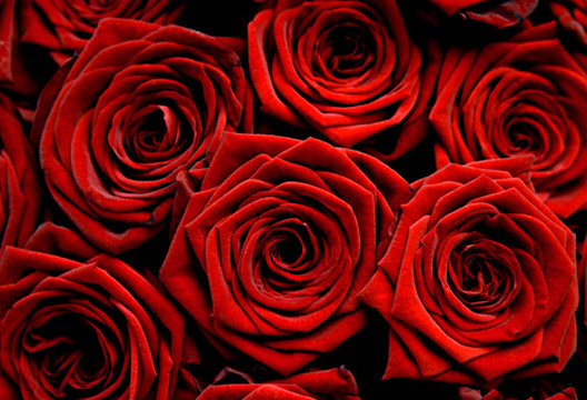 Роза «Эксплорер» (70 см)