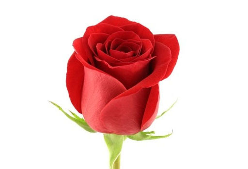 Роза Fridom (60 см)