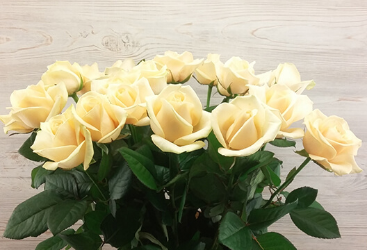 Роза кремового цвета (Россия, 70 см)