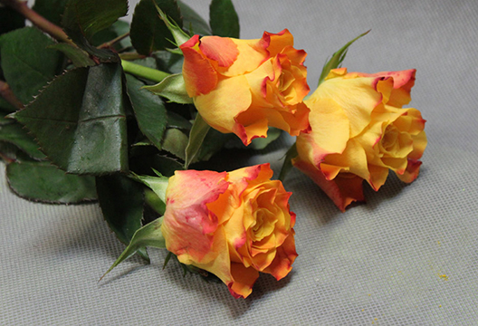 Роза «Марио»