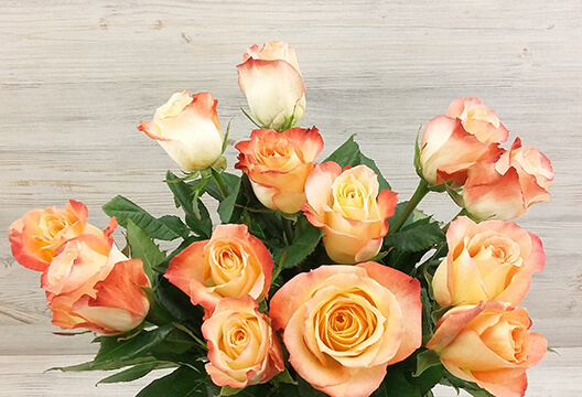 Роза «Нежный персик» (Голландия, 50 см)