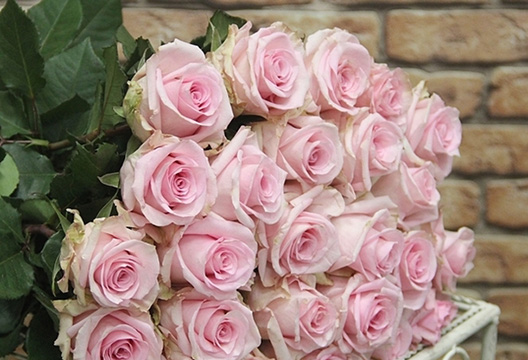 Роза Novia (60 см)