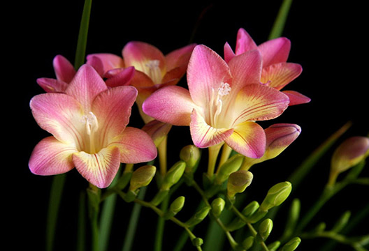 Розовая фрезия