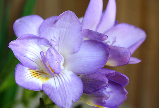 Сиреневая фрезия