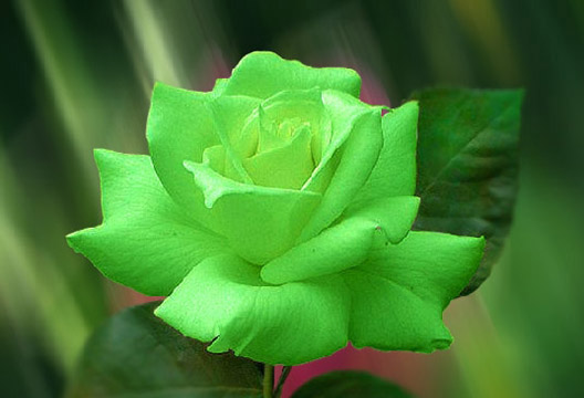 Зелёная роза (60 см)